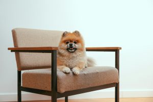 10 Dog-Friendly Home Design Ideas Your Canine Companion Will Love