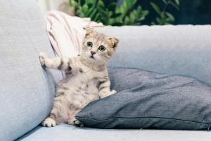 10 Cat-Friendly Home Design Ideas Your Furry Friend Will Adore